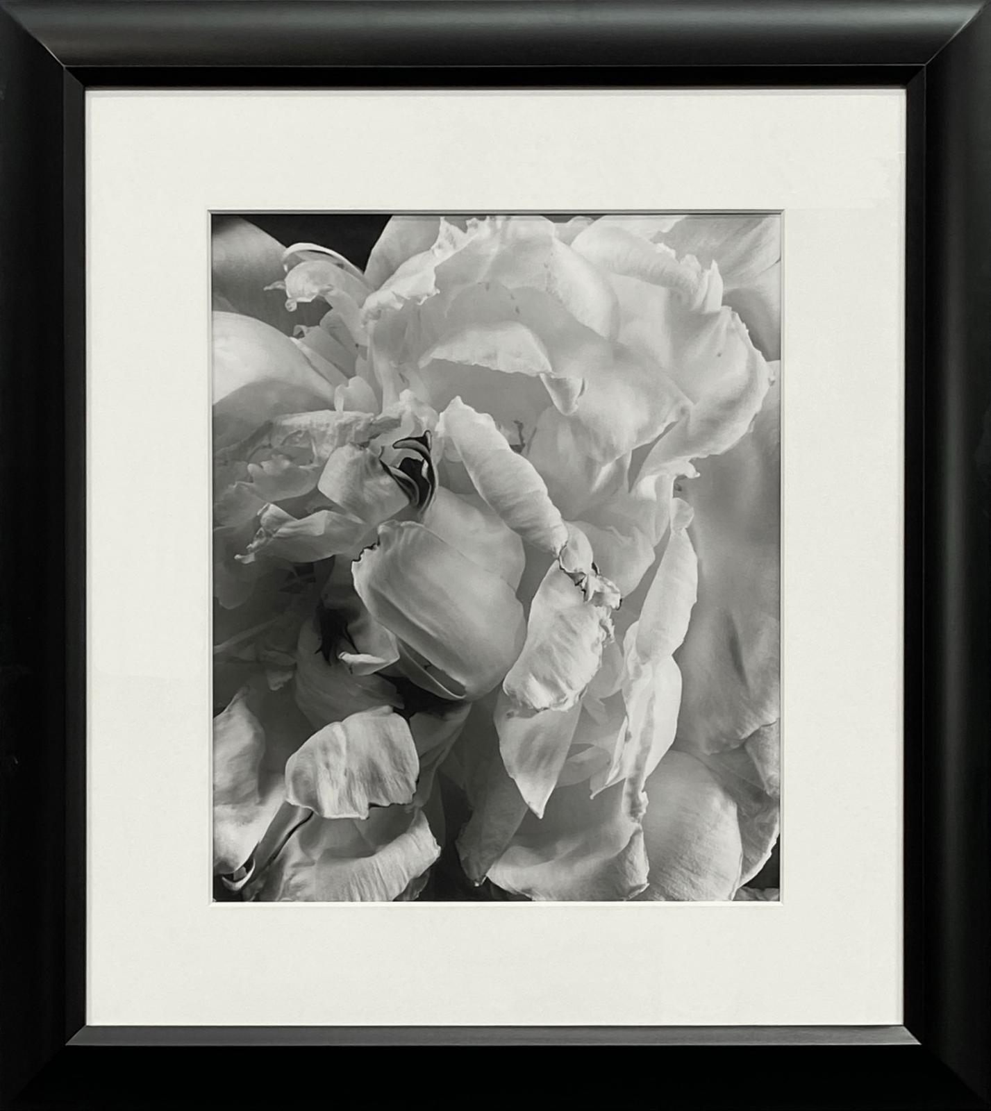 Peony #2, 1993, Millbrook, NY