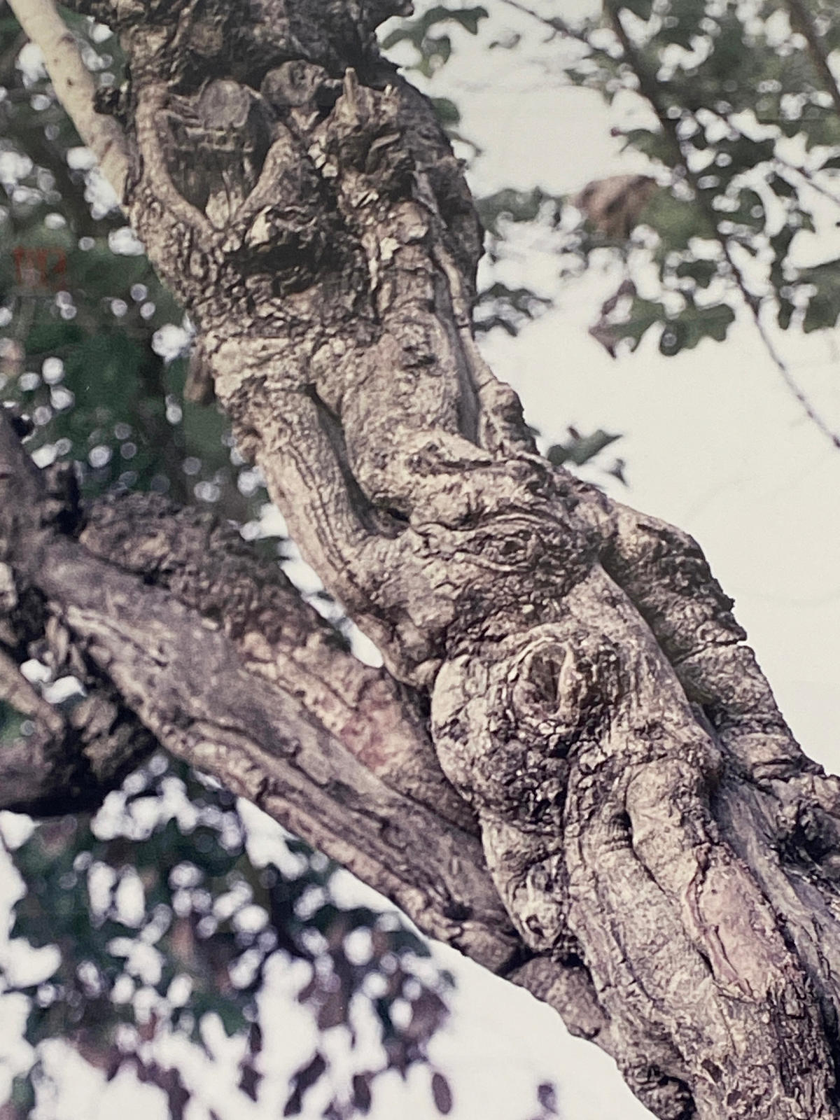 Mallam Galadima Ahmadu with Jamis, Nigeria
