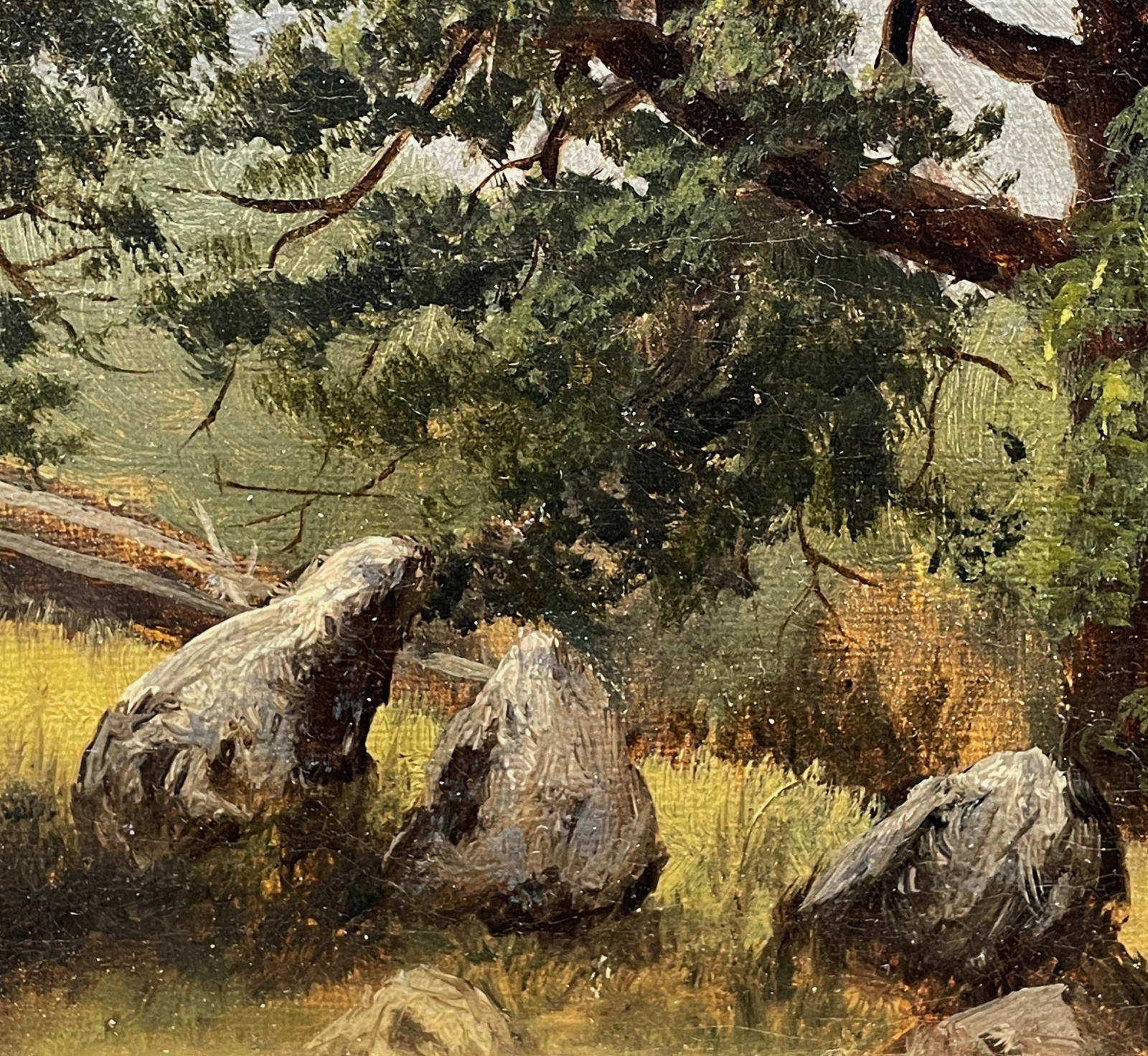 Tree Study, Lake George