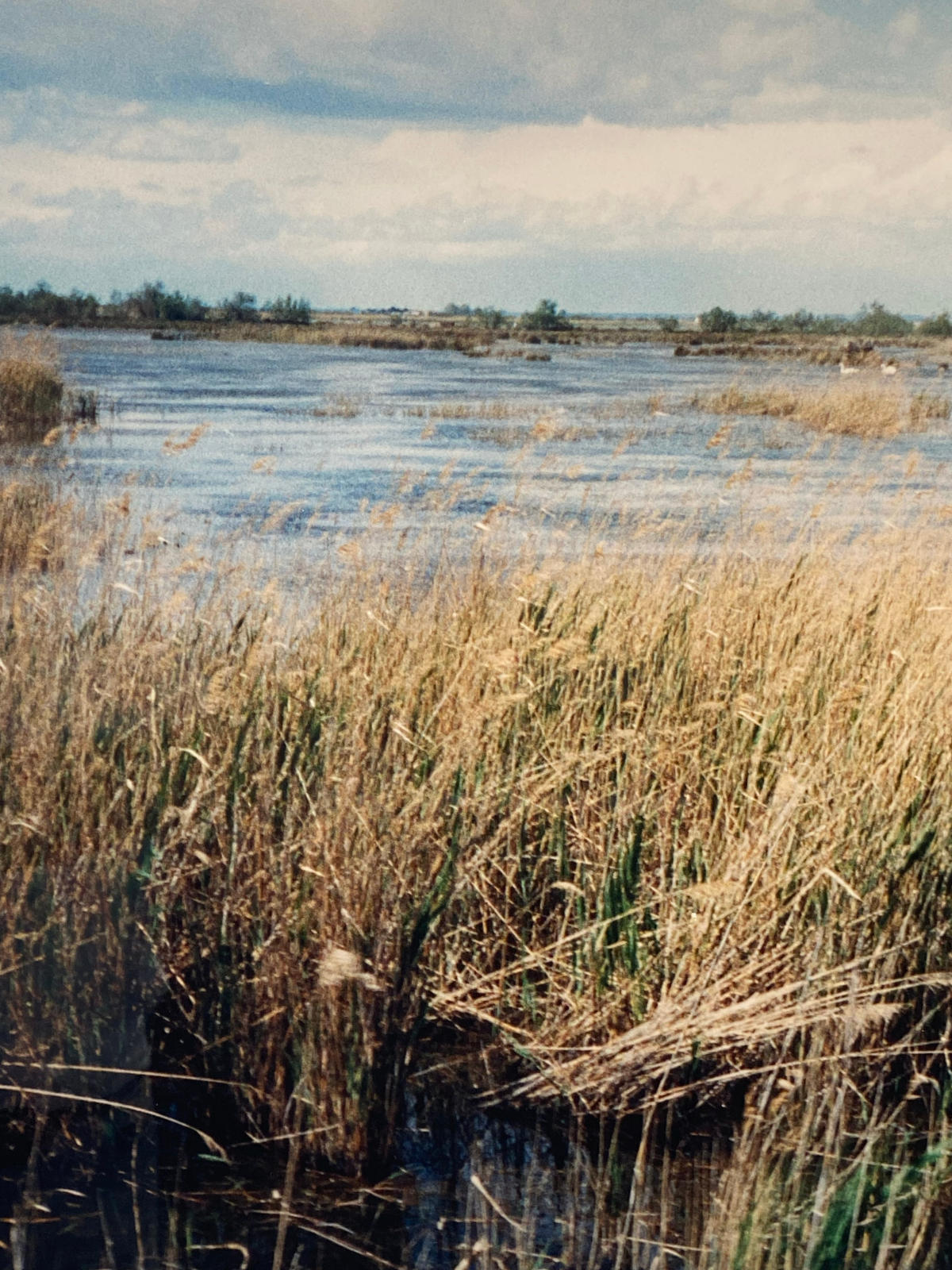 Marsh with Ducks