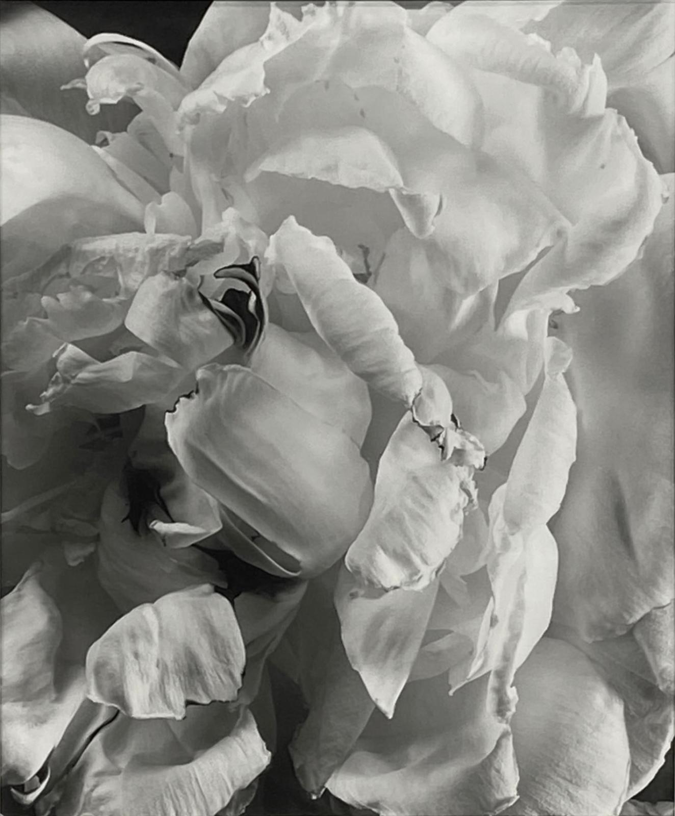 Peony #2, 1993, Millbrook, NY