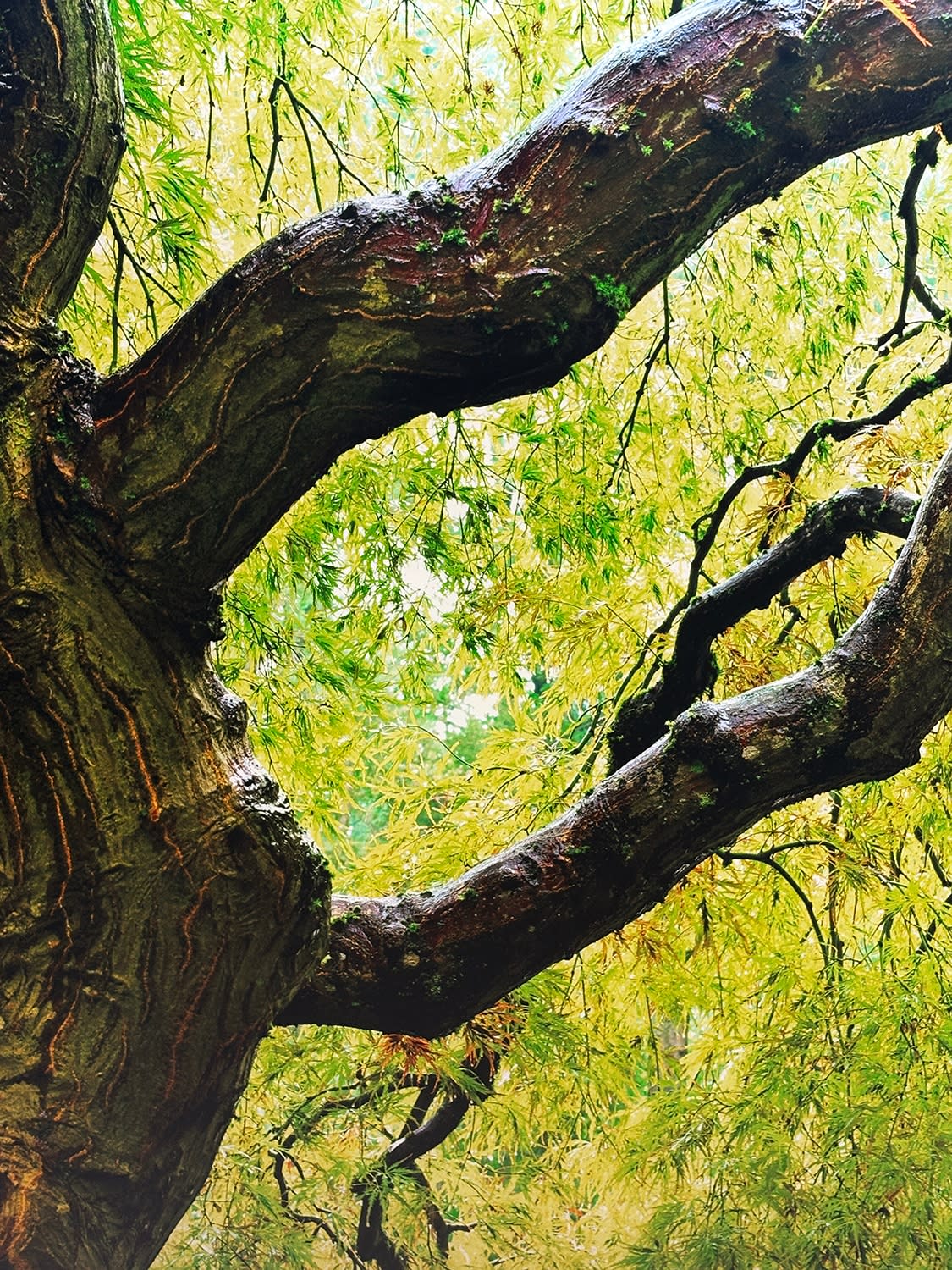 Tree of Serenity