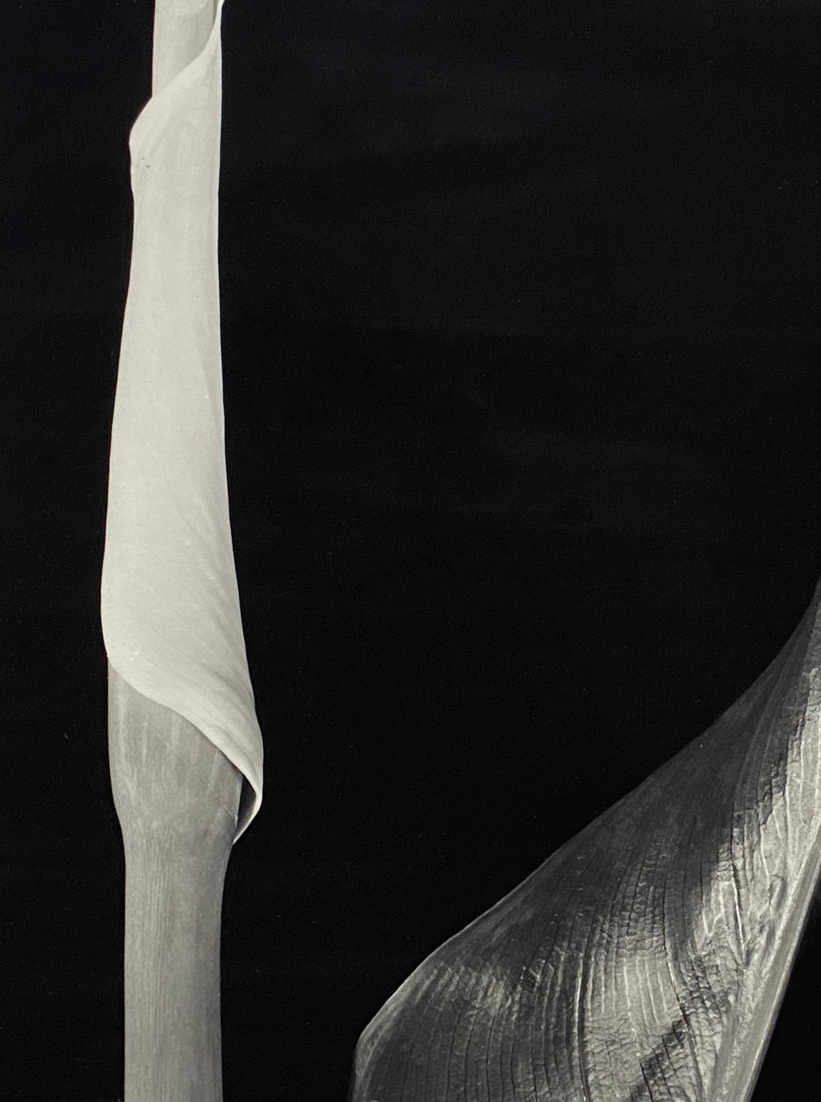 Calla Diptych