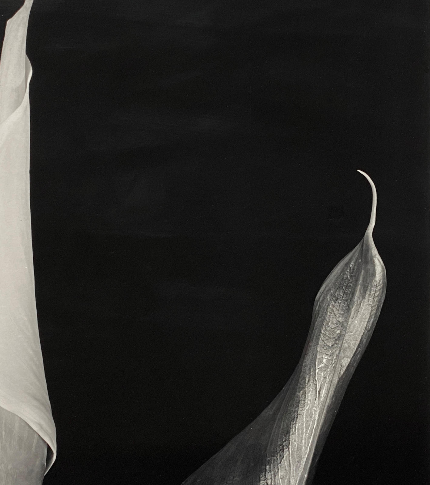 Calla Diptych
