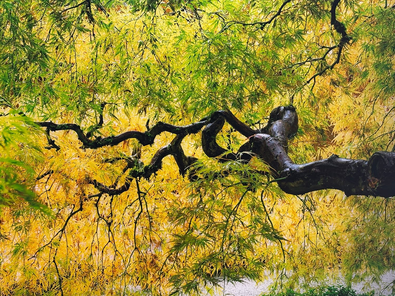 Tree of Serenity