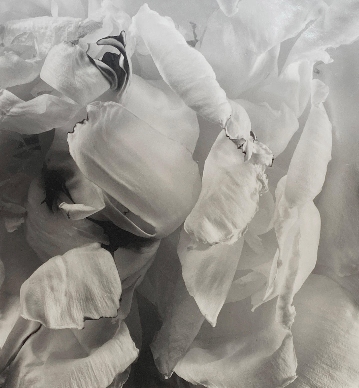 Peony #2, 1993, Millbrook, NY