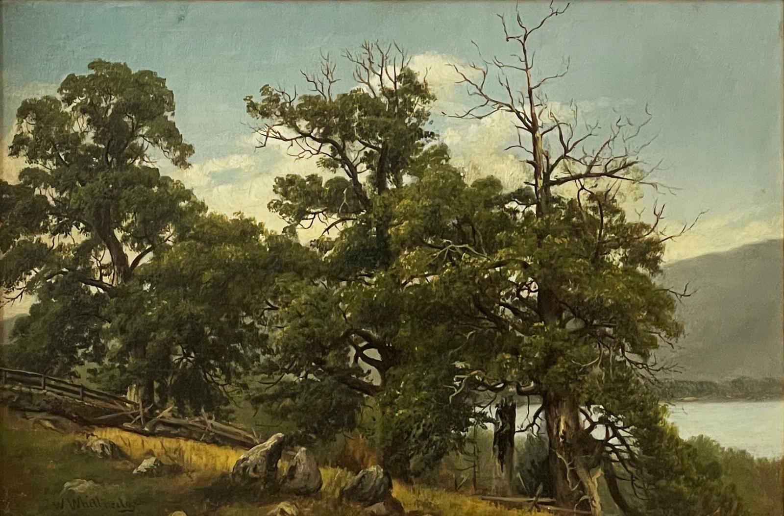 Tree Study, Lake George