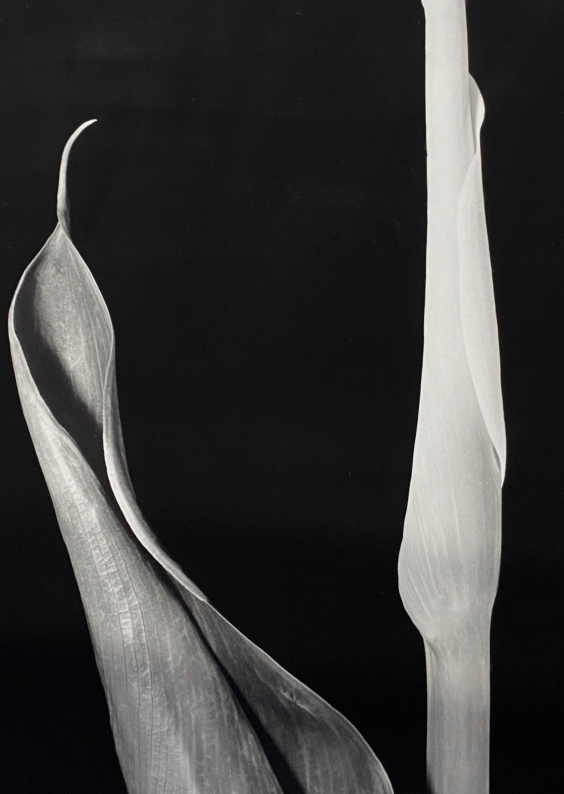 Calla Diptych
