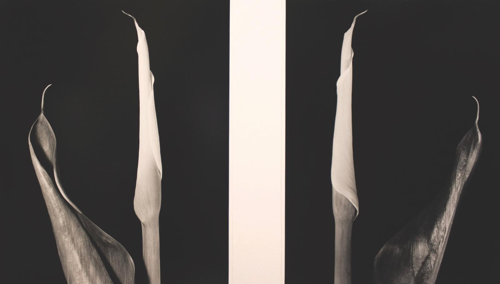 Vincent Vallarino, Calla Diptych