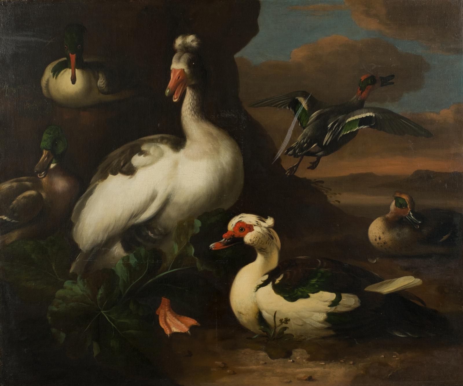 Water Fowl