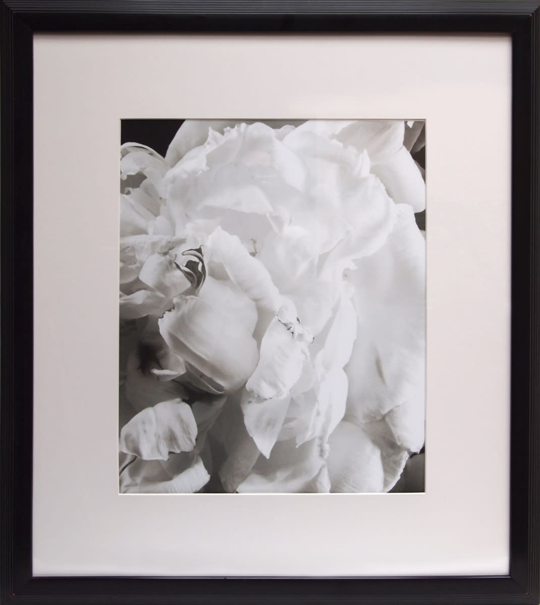 Peony #1