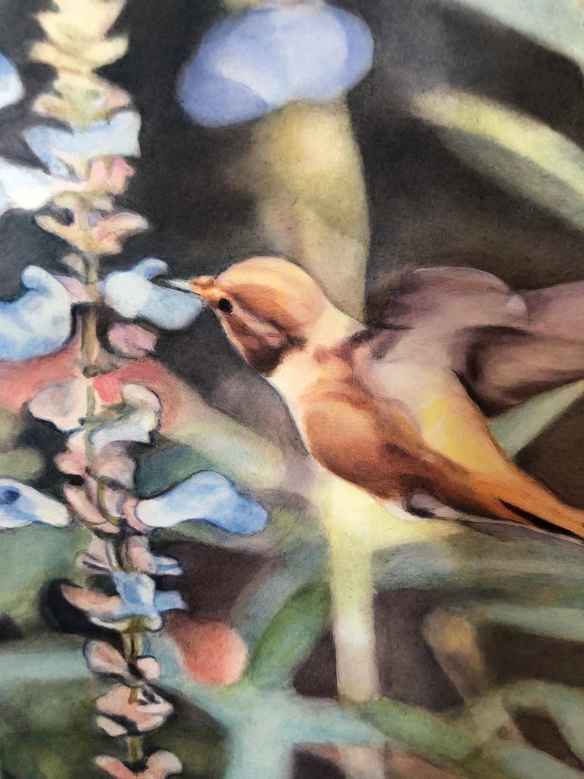 Hummingbird in Salvia