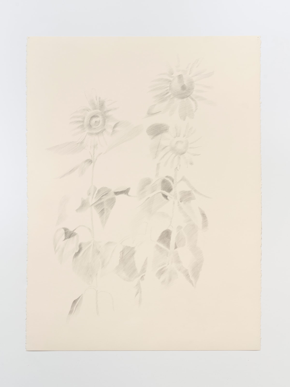 Paula Siebra, Girassóis | Sunflowers, 2024