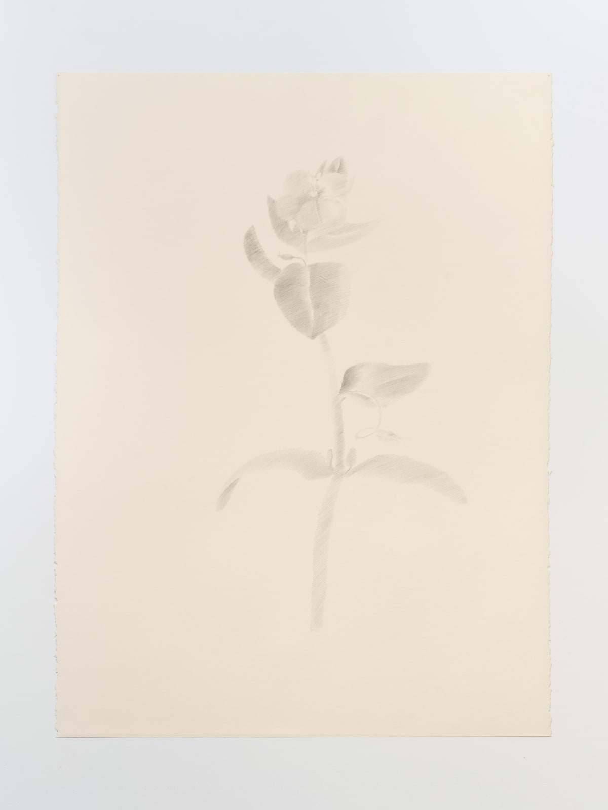 Paula Siebra, Florzinha do mato | Tiny weed flower, 2024
