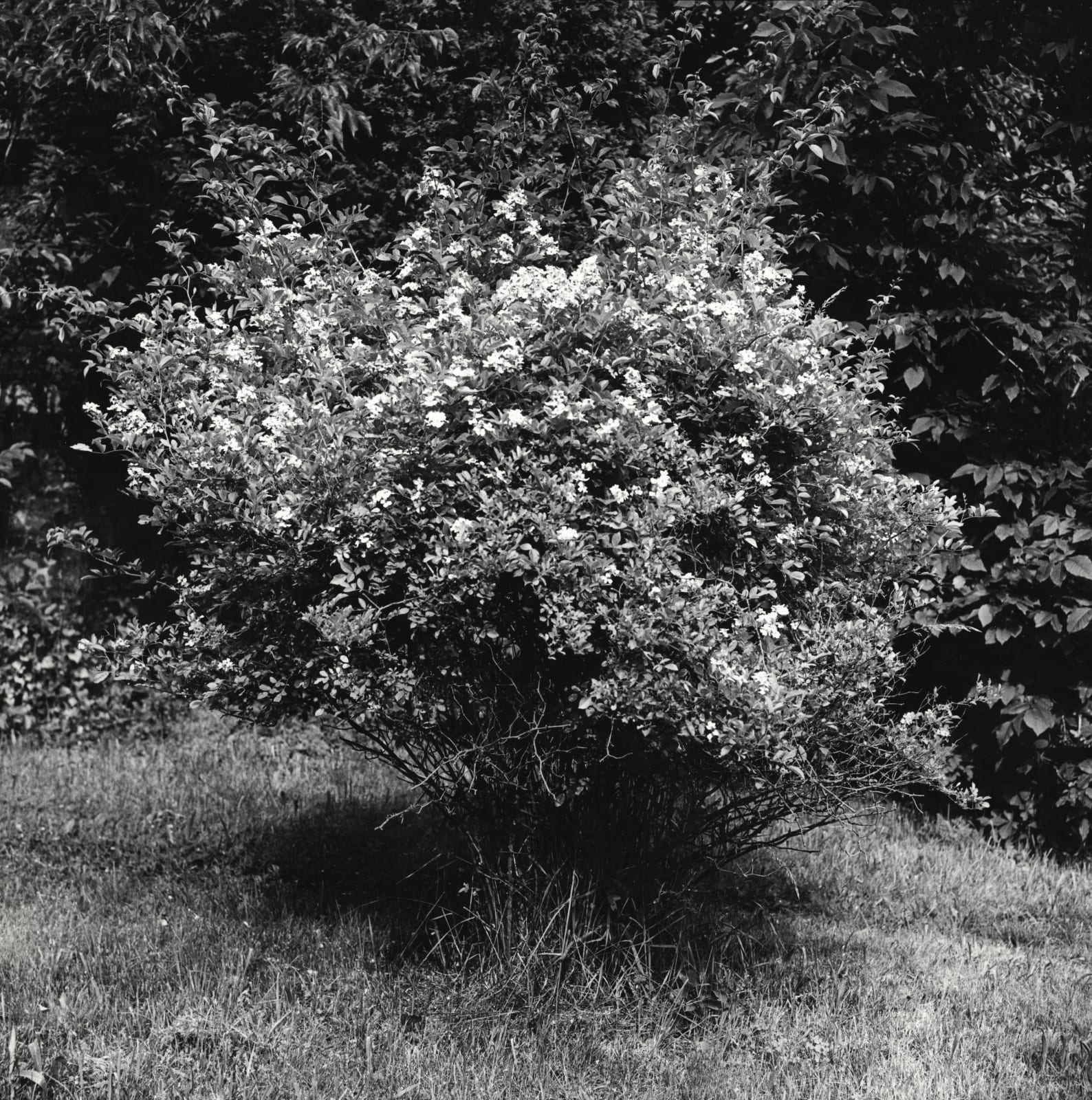 Peter Hujar, Tree, 1974