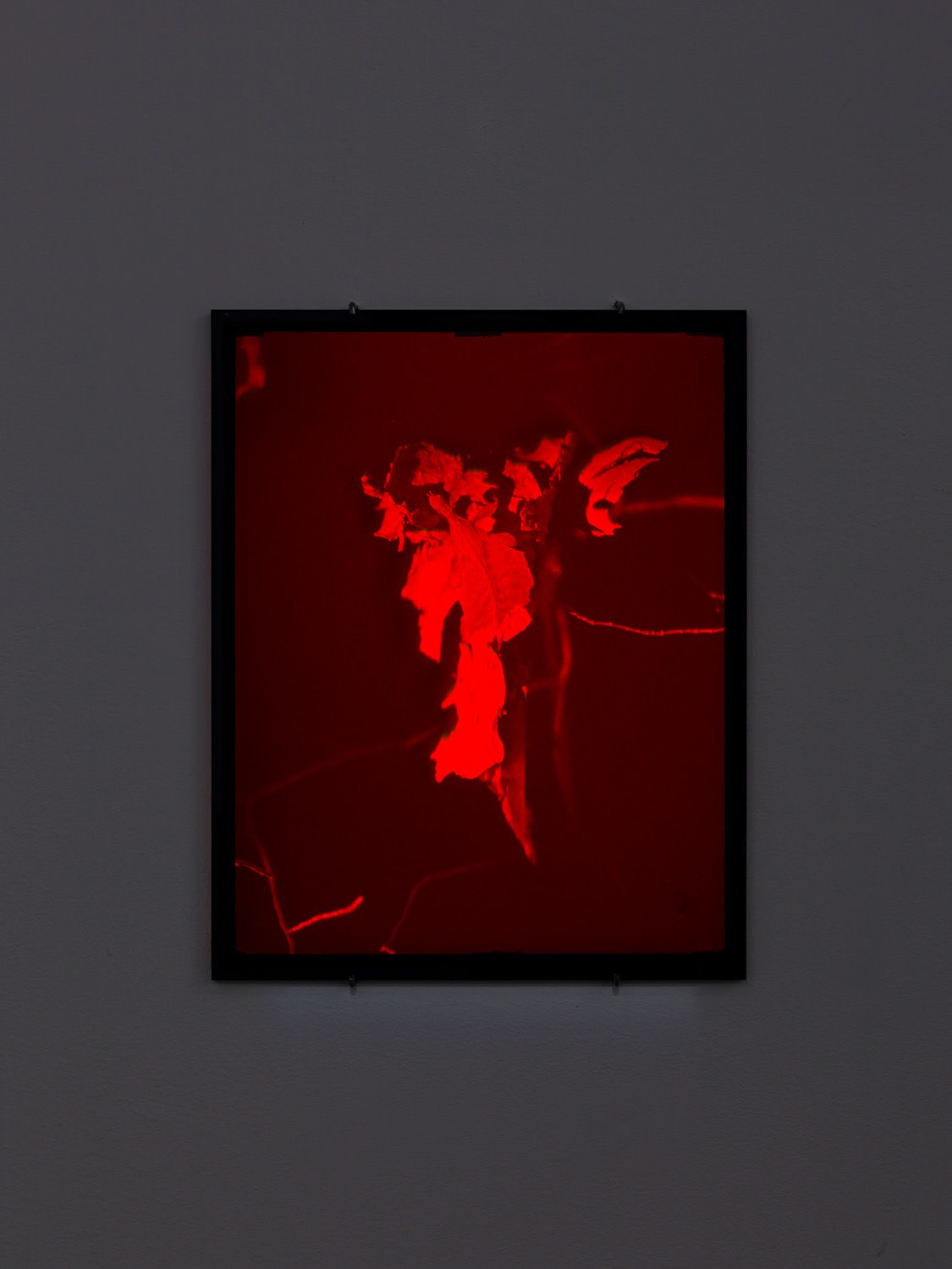 Daniel Steegmann Mangrané, Hologram (Bark Monster), 2021