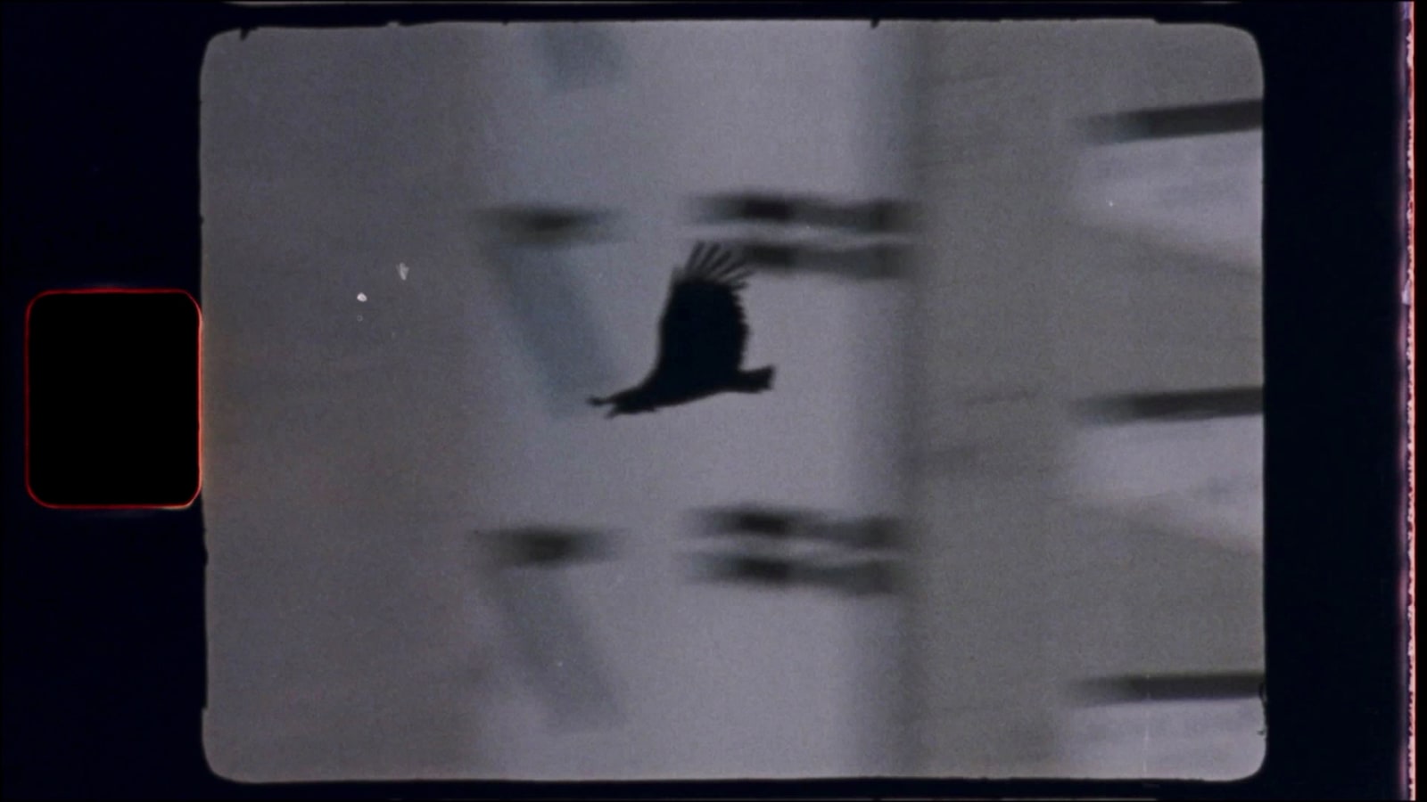 Luiz Roque, Urubu, 2021