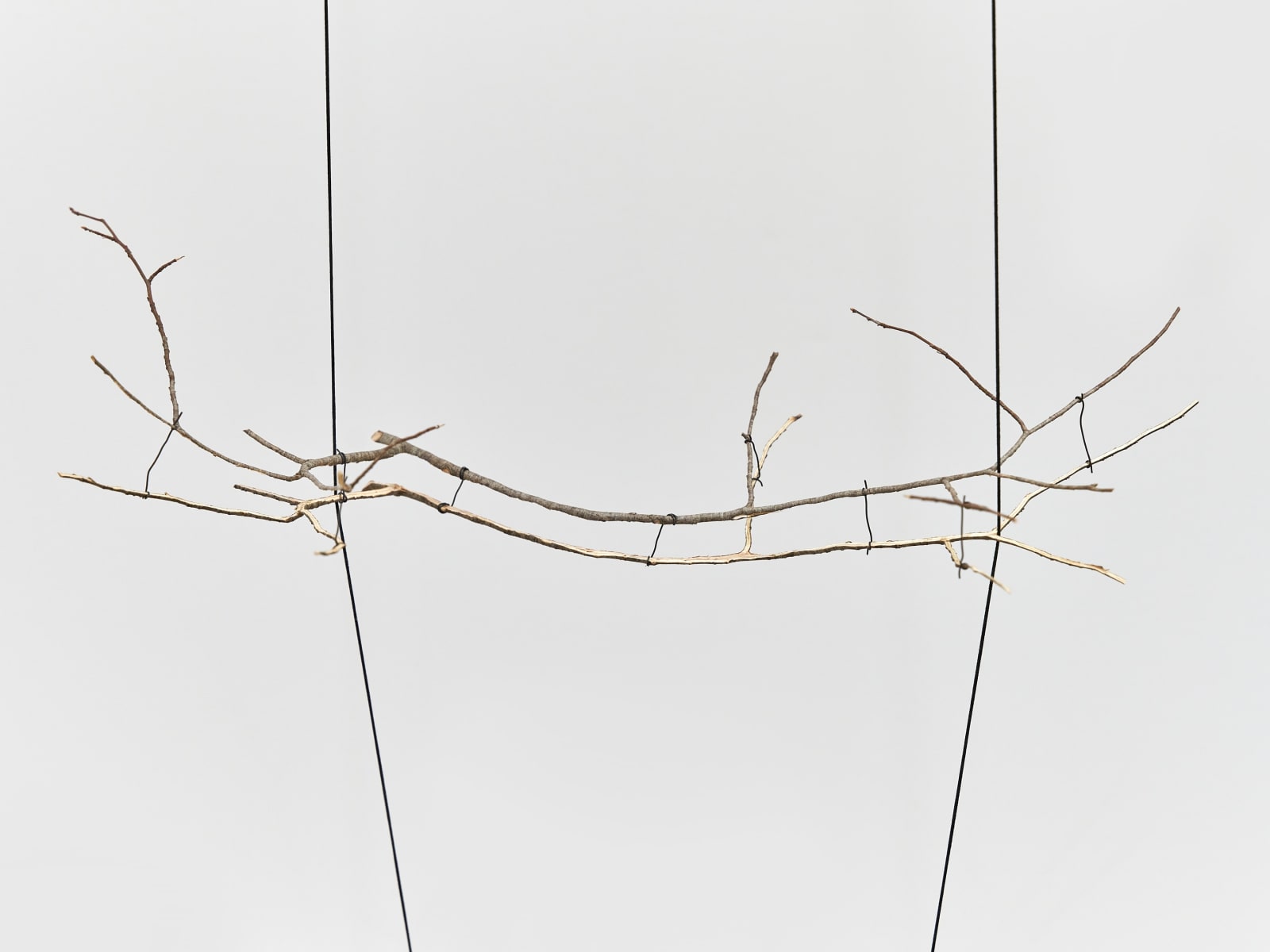 Daniel Steegmann Mangrané, Geometric Nature / Biology, 2023