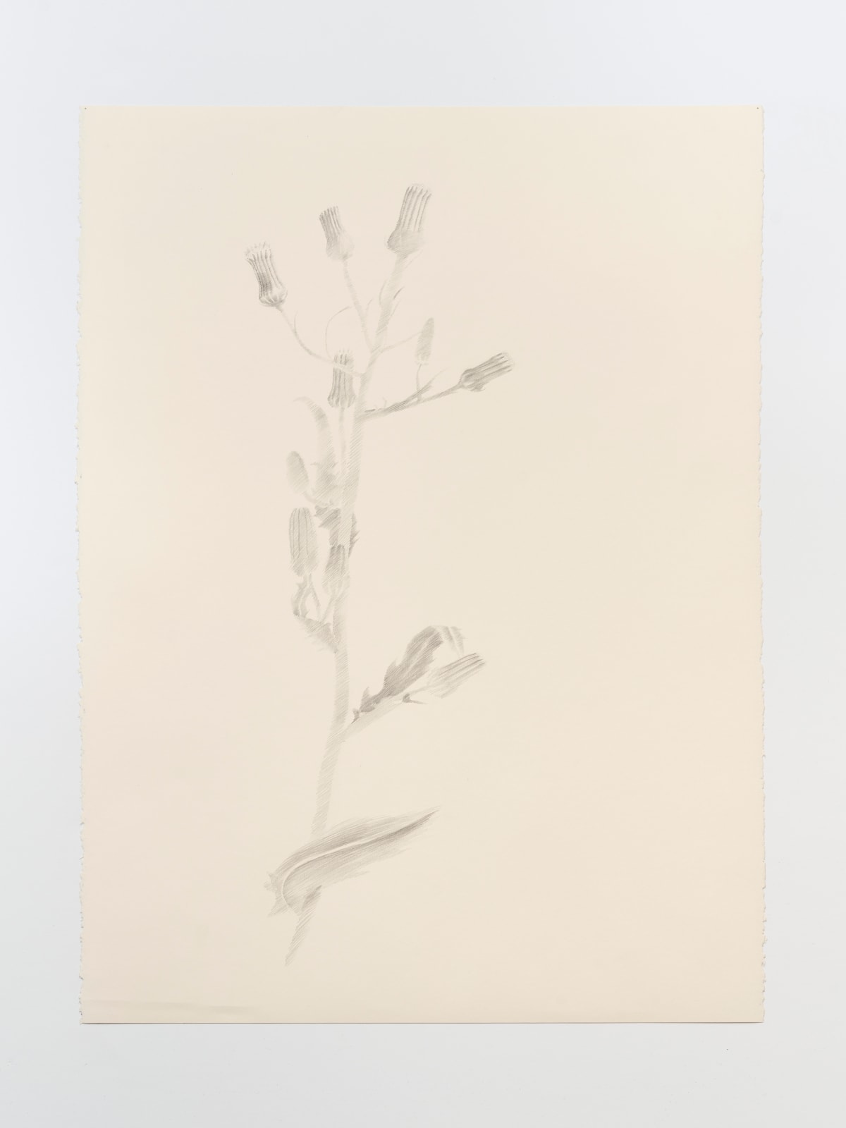 Paula Siebra, Dente-de-leão | Dandelion, 2024