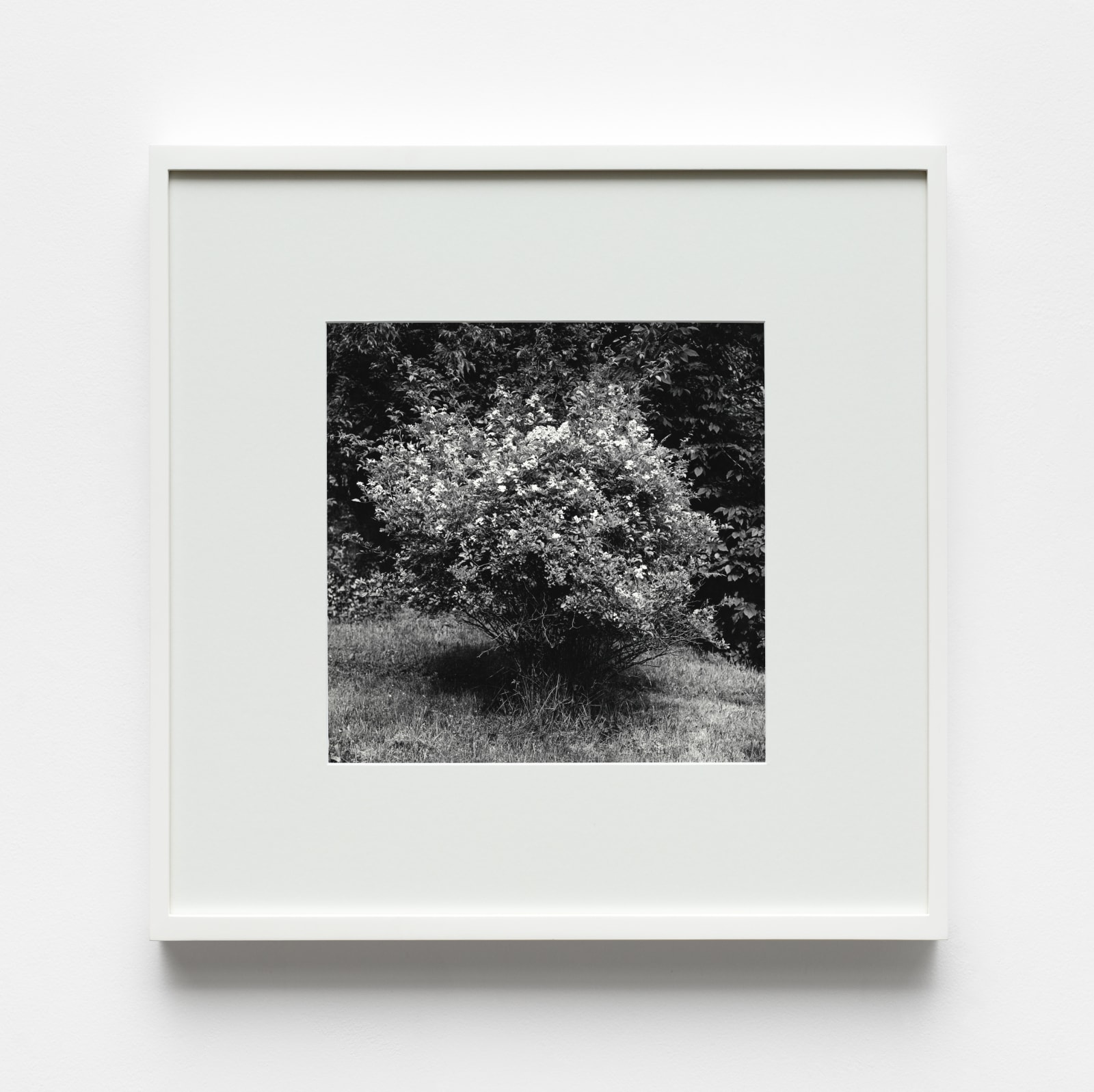Peter Hujar, Tree, 1974