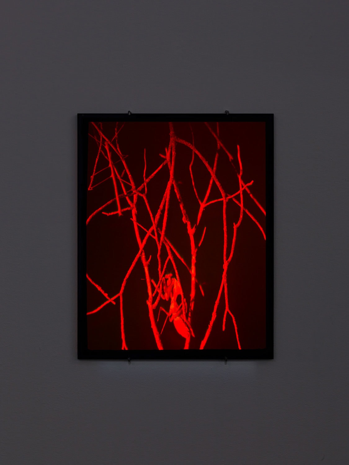 Daniel Steegmann Mangrané, Hologram (Thicket), 2021