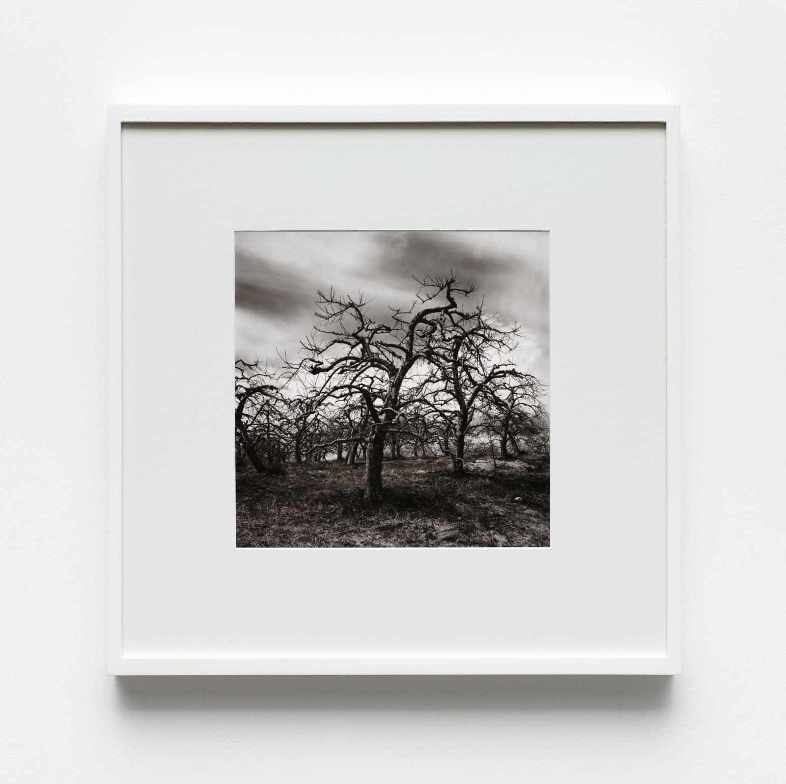 Peter Hujar, Orchard, 1979