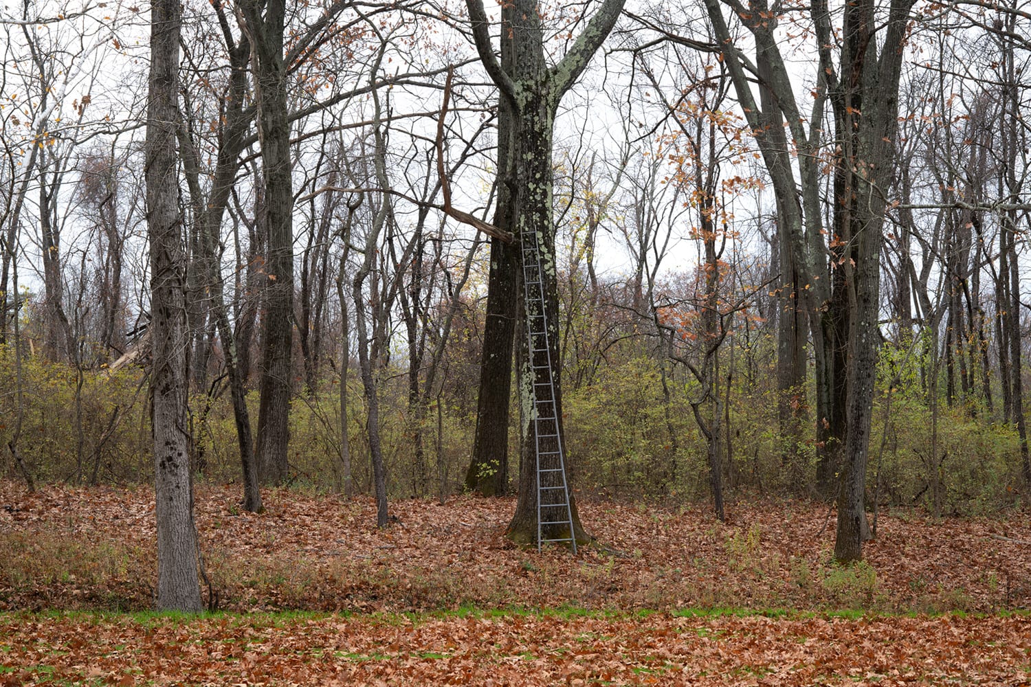 Paulo Nazareth, Sky, 2022