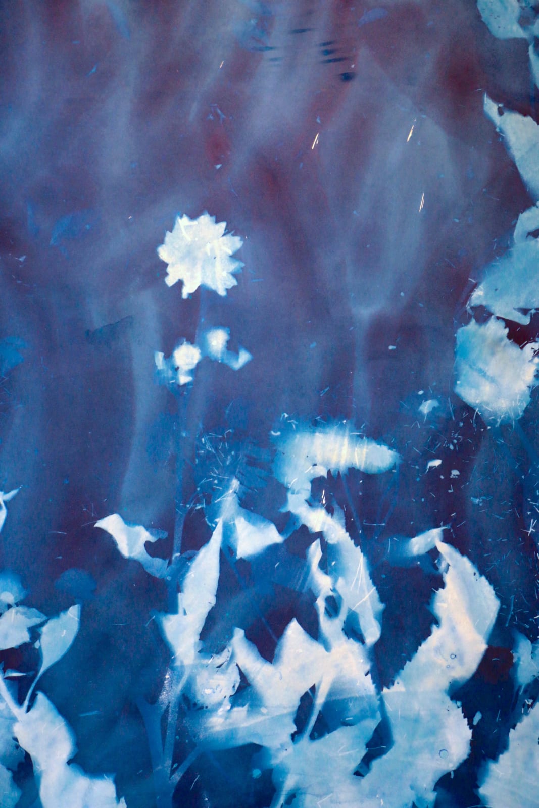 Christine Nguyen, Sunflowers, Stars and Constellations 2021-9, 2021