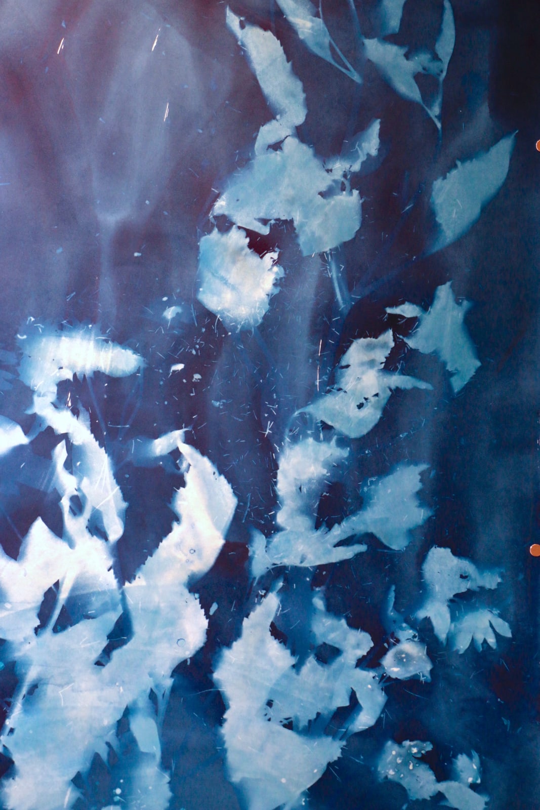 Christine Nguyen, Sunflowers, Stars and Constellations 2021-9, 2021