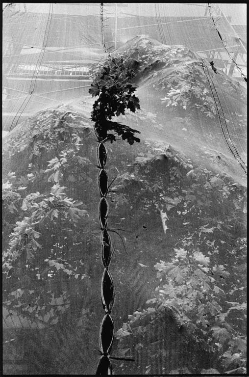 Serge Clément, Cousu, 2003