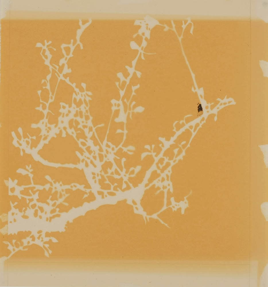 Carol Lee Mei Kuen, Wonderland (12:45pm 03_02_09), 2009