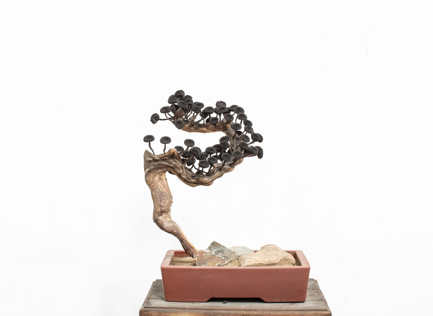 Wang Guangxu, Bonsai, 2016