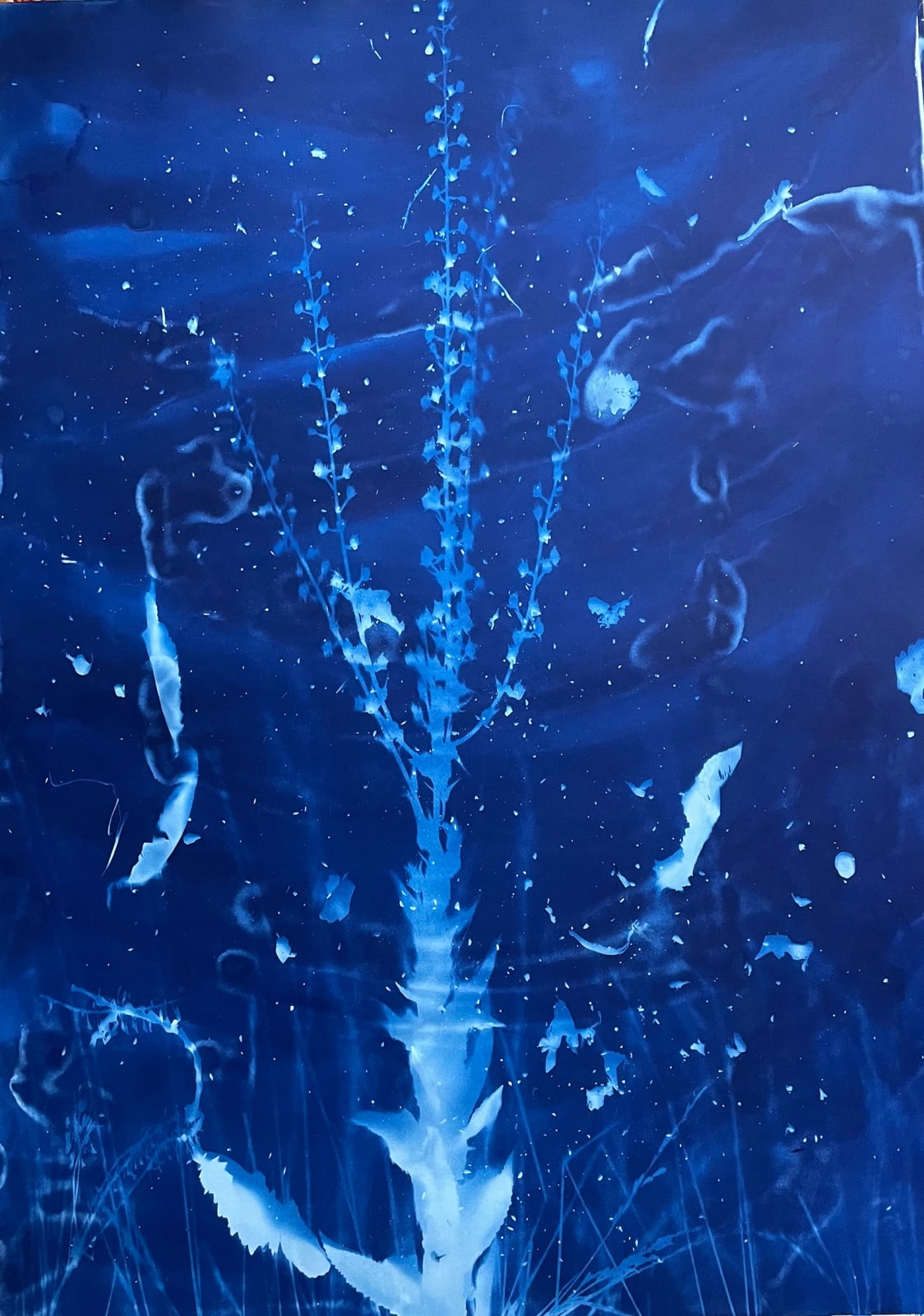 Christine Nguyen, Cryptantha virgata (Miners Candle) (Boraginaceae (Borage Family) , 2018