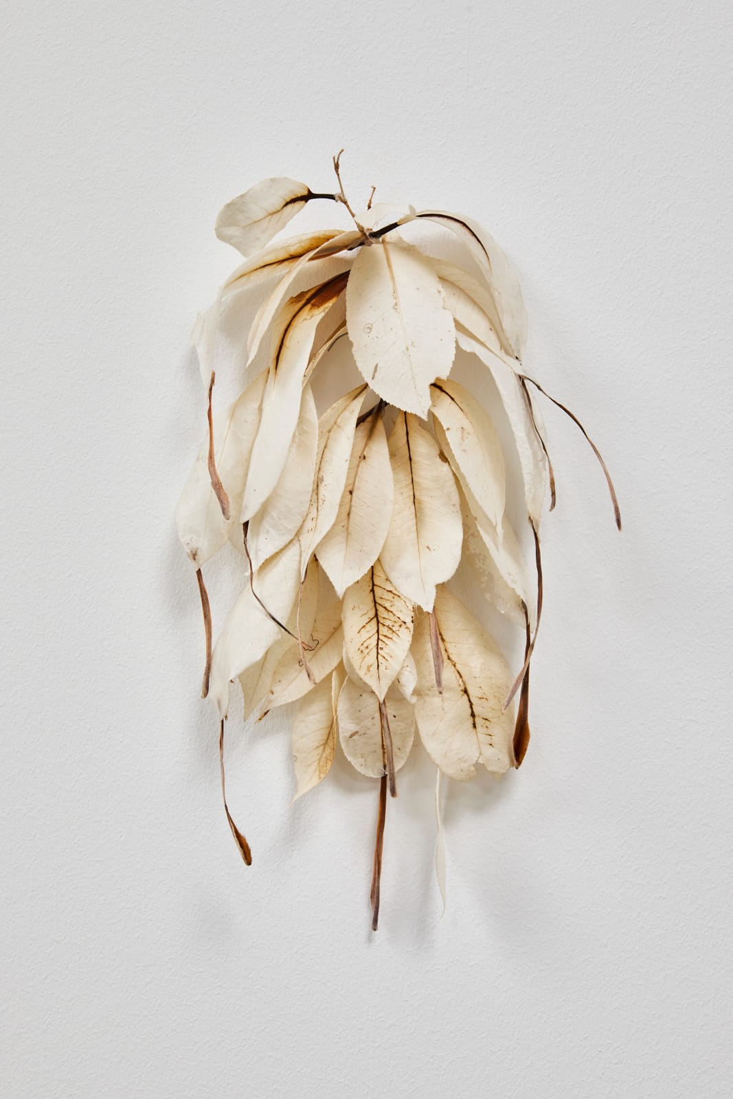 Luca Vanello, Unaware scribbles undress like foliage veins (Fragments 1), 2023