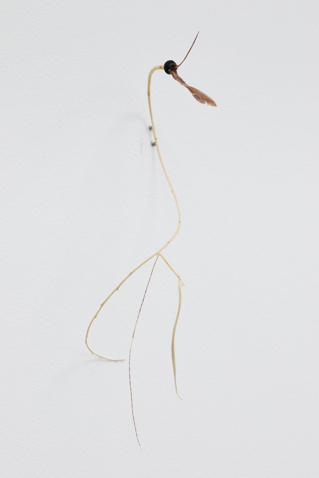 Luca Vanello, Unaware scribbles undress like foliage veins (Fragments 6), 2023