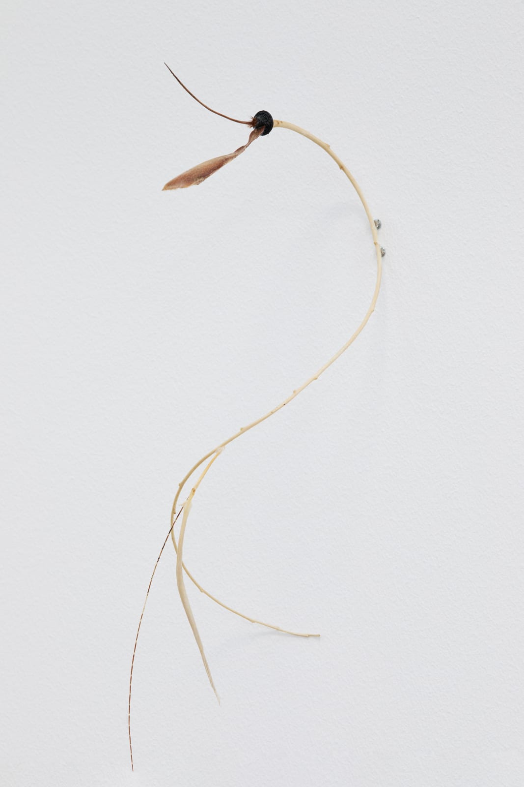 Luca Vanello, Unaware scribbles undress like foliage veins (Fragments 6), 2023