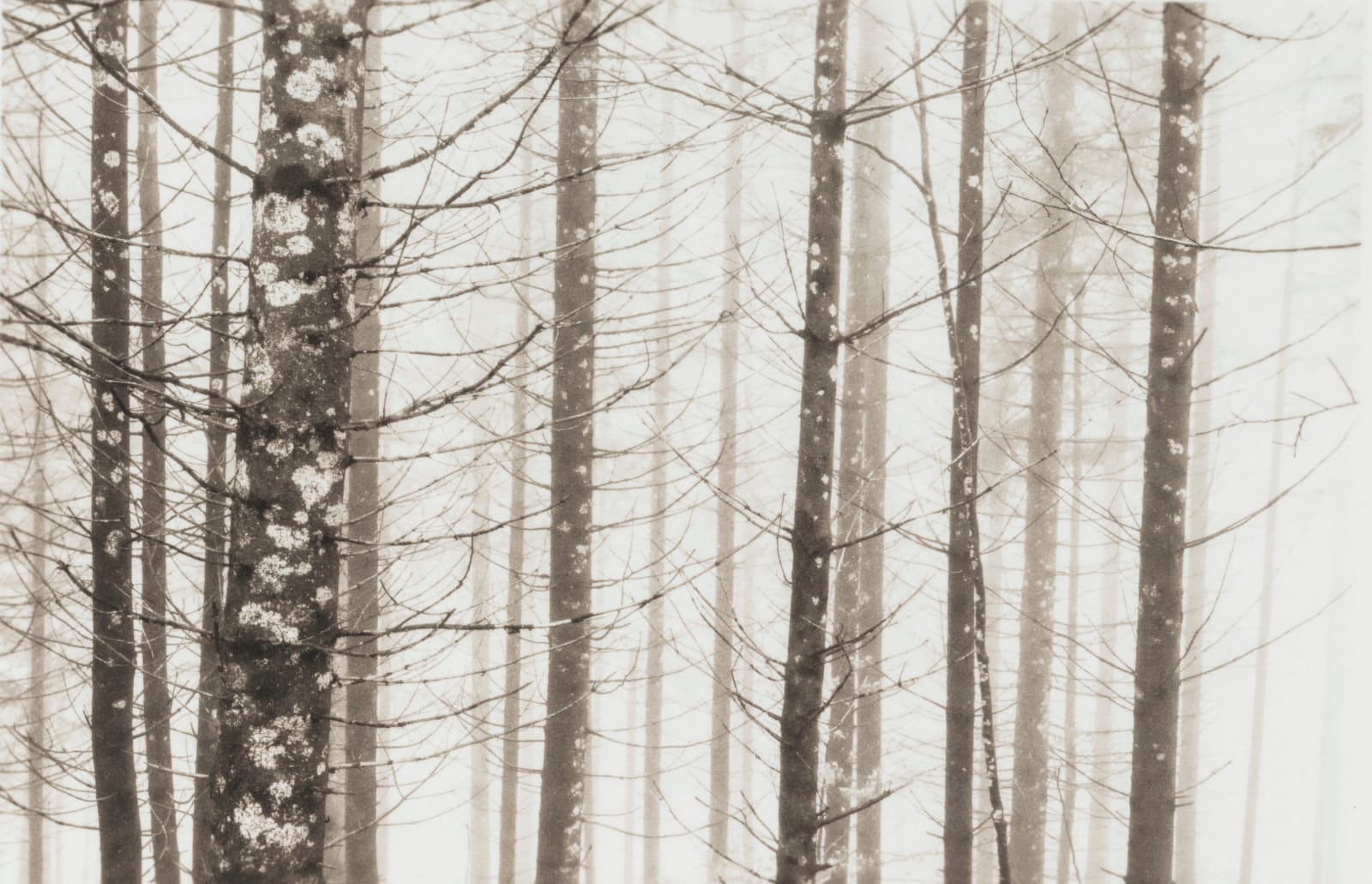 Kerik Kouklis, Trees in Fog, Schwangau, 2022