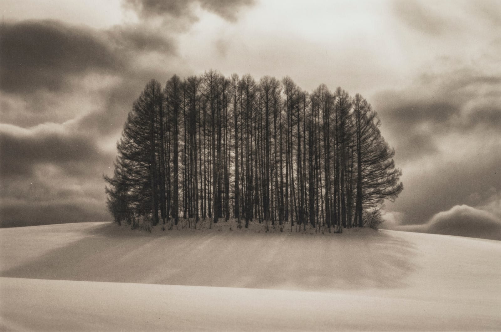 Kerik Kouklis, Backlit Trees, Hokkaido, 2020