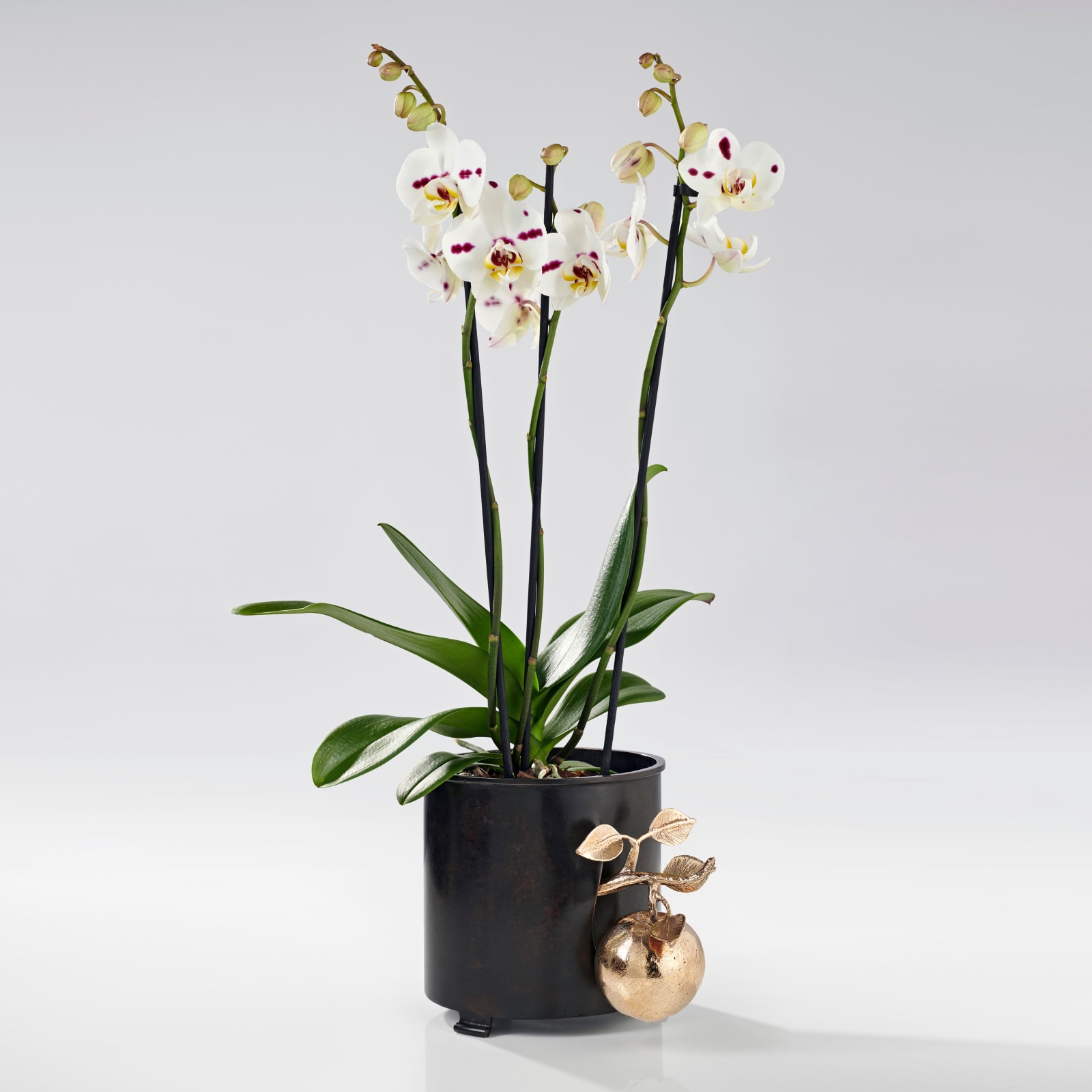 Hubert Le Gall, Pomone Jardinière, 2017