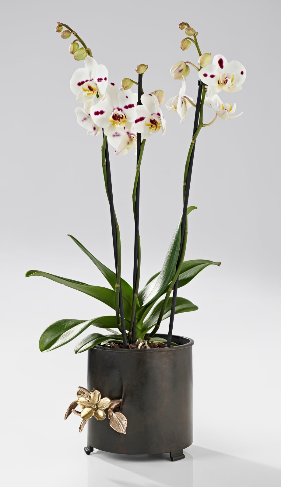 Hubert Le Gall, Flora Jardiniere, 2017