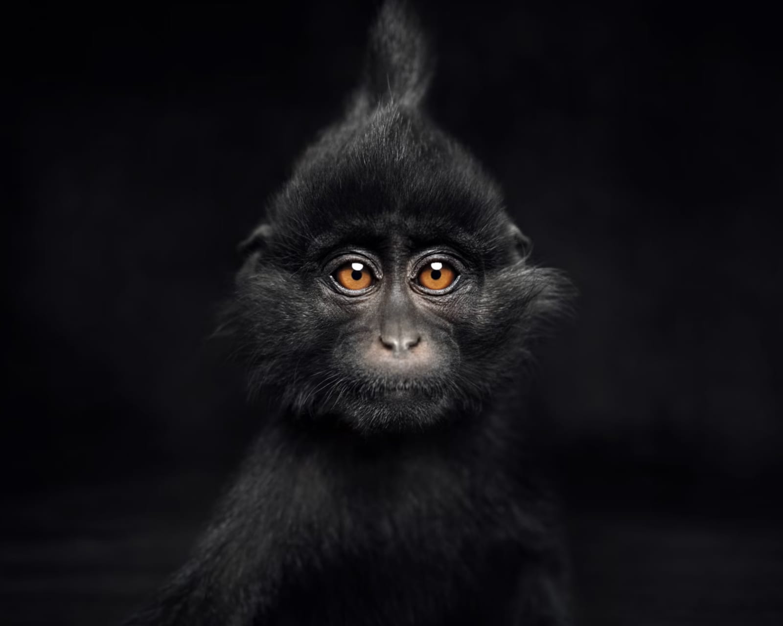 Lagrange Vincent, Little Black Crested Mangabey