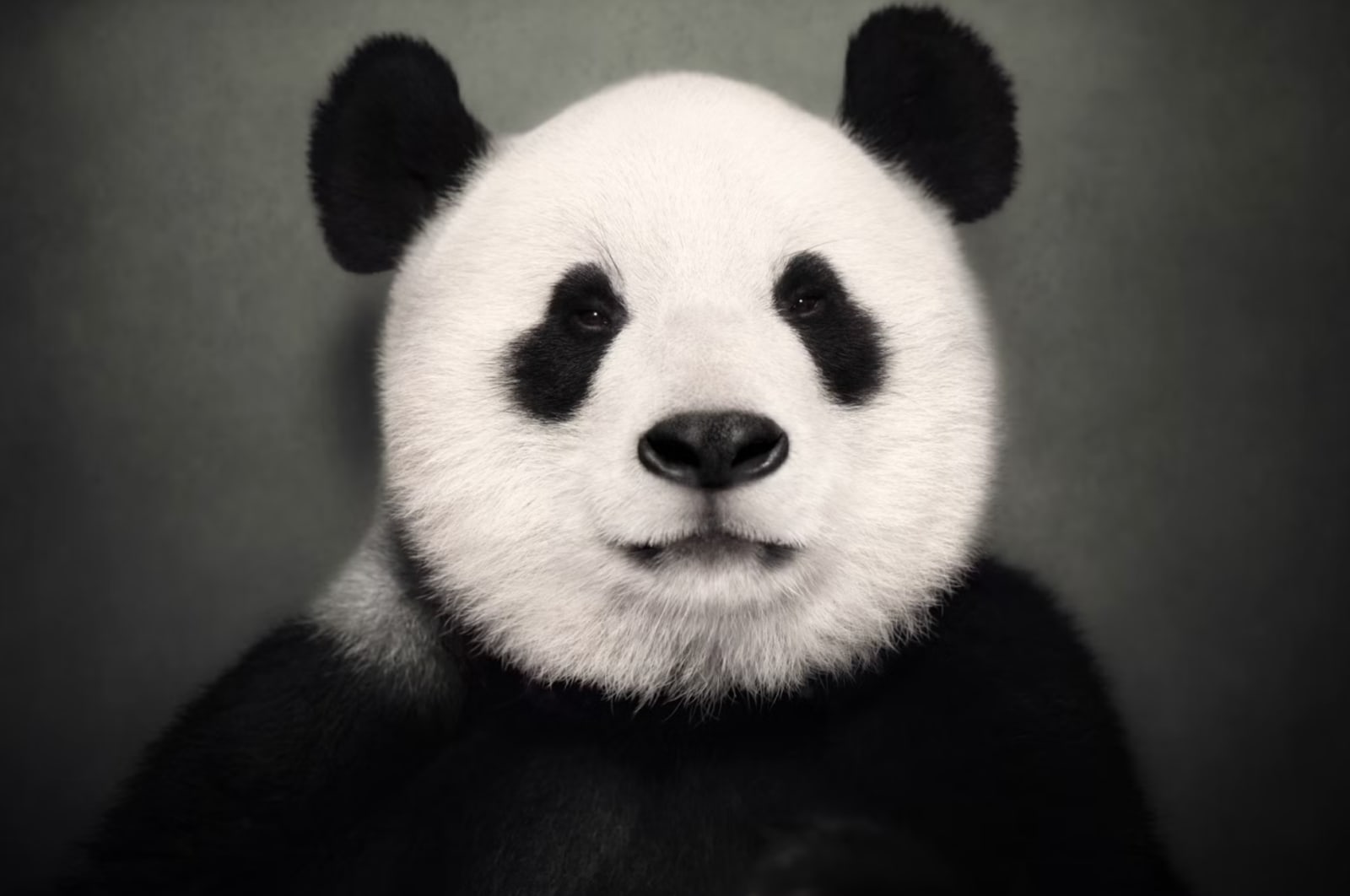 Lagrange Vincent, Giant Panda