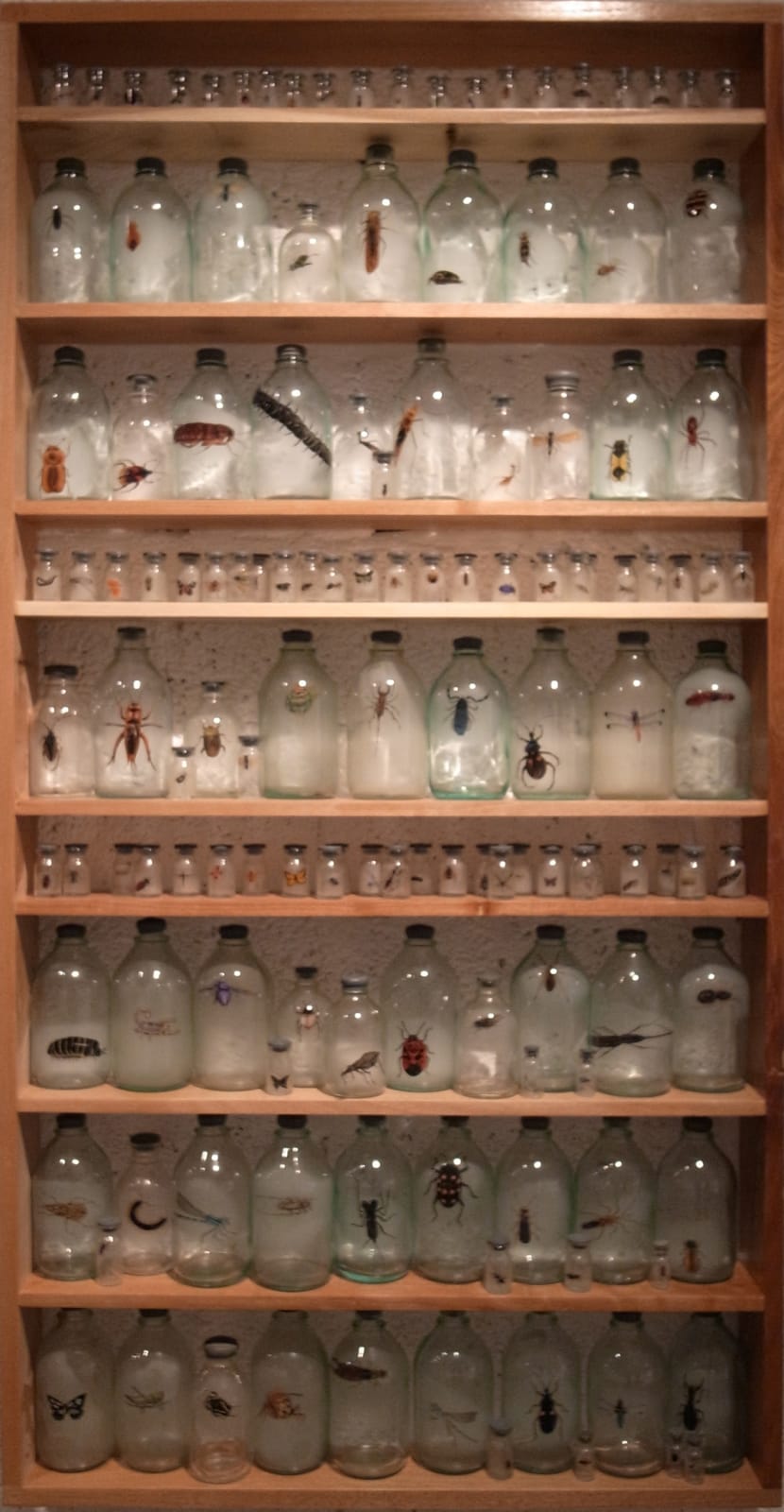 Liu Zhuoquan 劉卓泉, Story of Insects《昆蟲記》, 2011