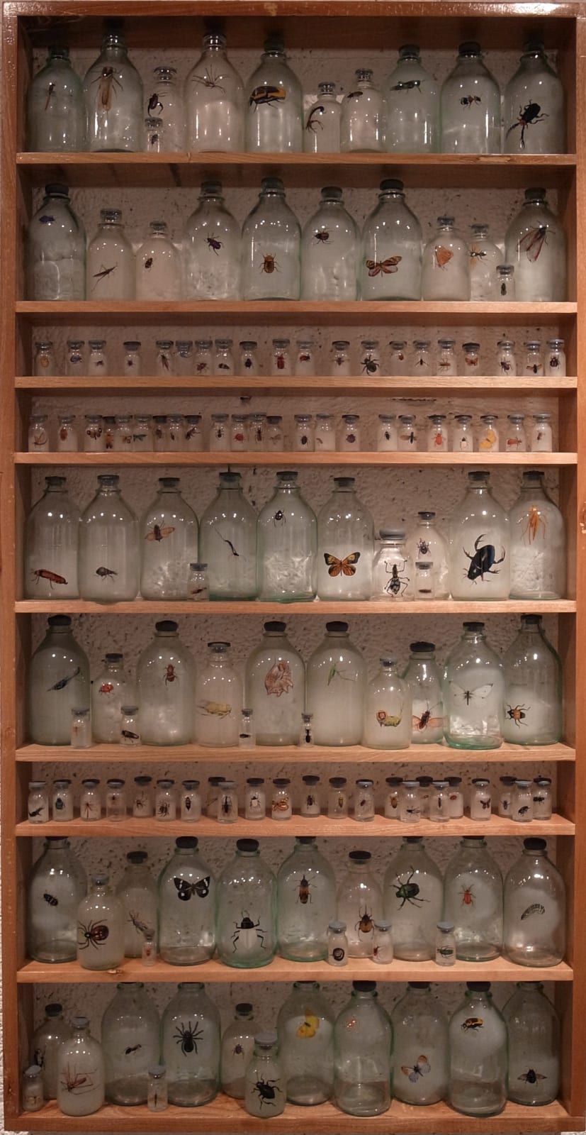 Liu Zhuoquan 劉卓泉, Story of Insects《昆蟲記》, 2011