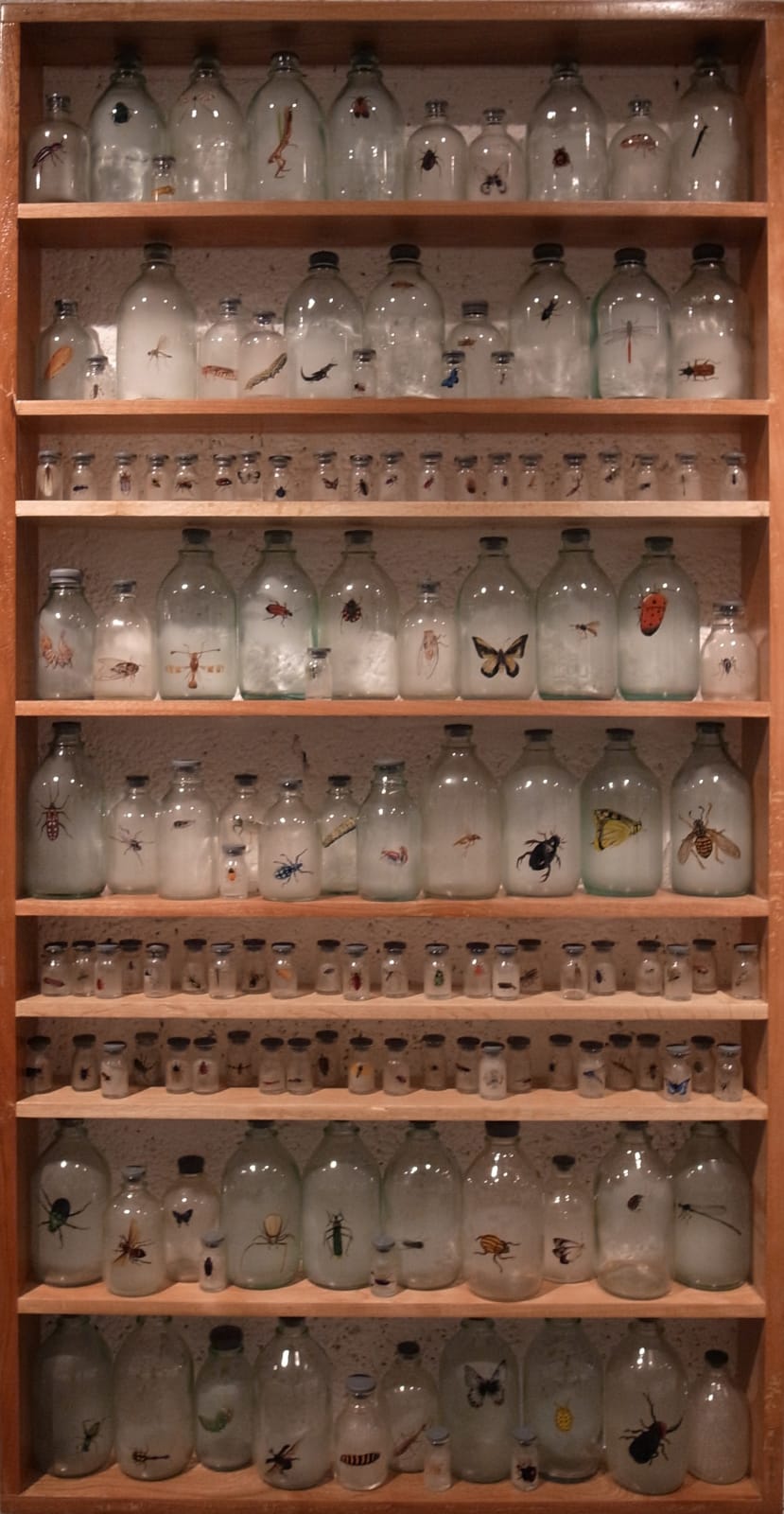 Liu Zhuoquan 劉卓泉, Story of Insects《昆蟲記》, 2011