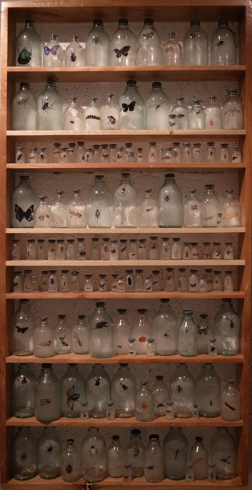 Liu Zhuoquan 劉卓泉, Story of Insects《昆蟲記》, 2011