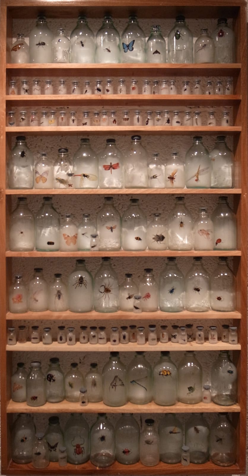 Liu Zhuoquan 劉卓泉, Story of Insects《昆蟲記》, 2011