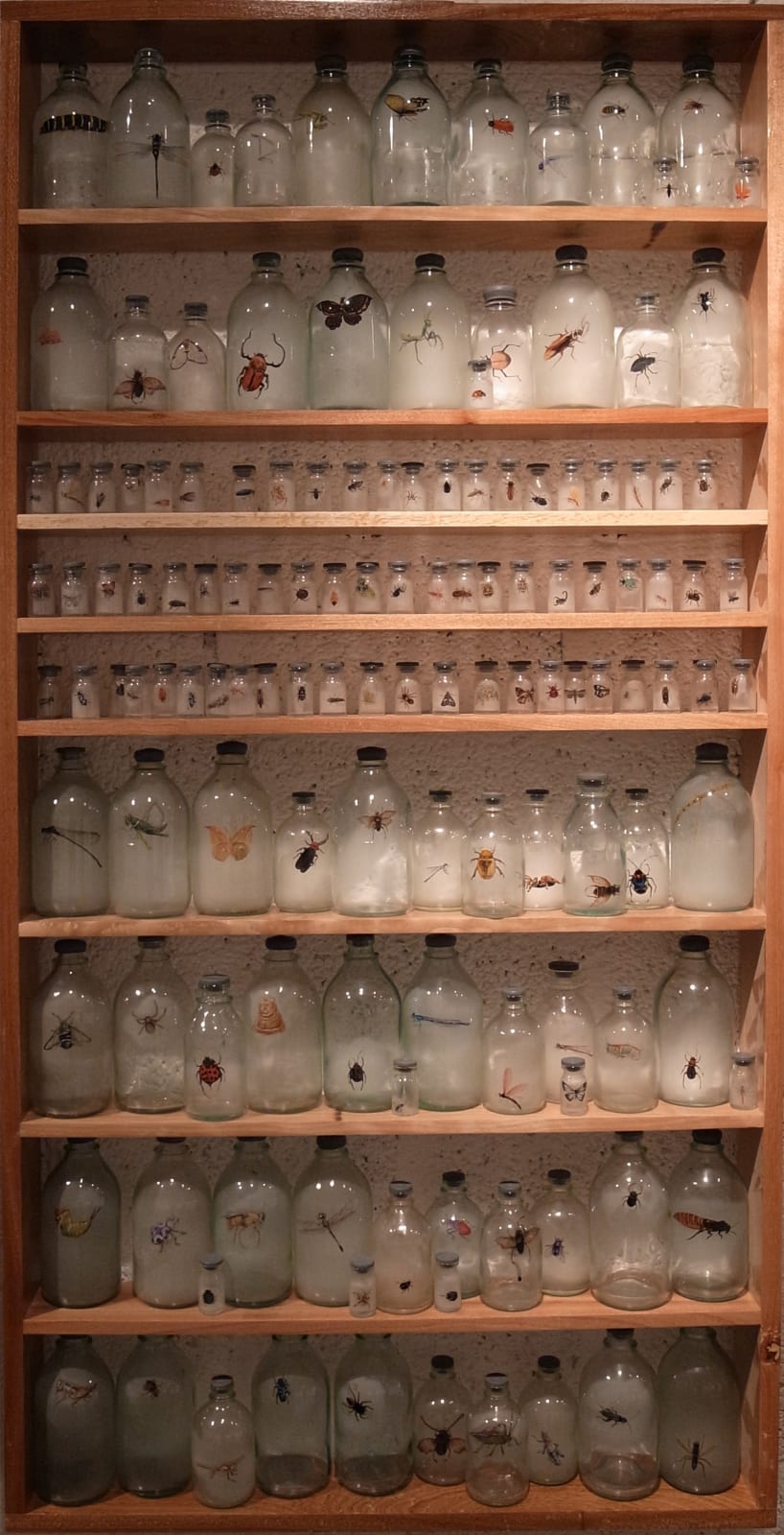 Liu Zhuoquan 劉卓泉, Story of Insects《昆蟲記》, 2011