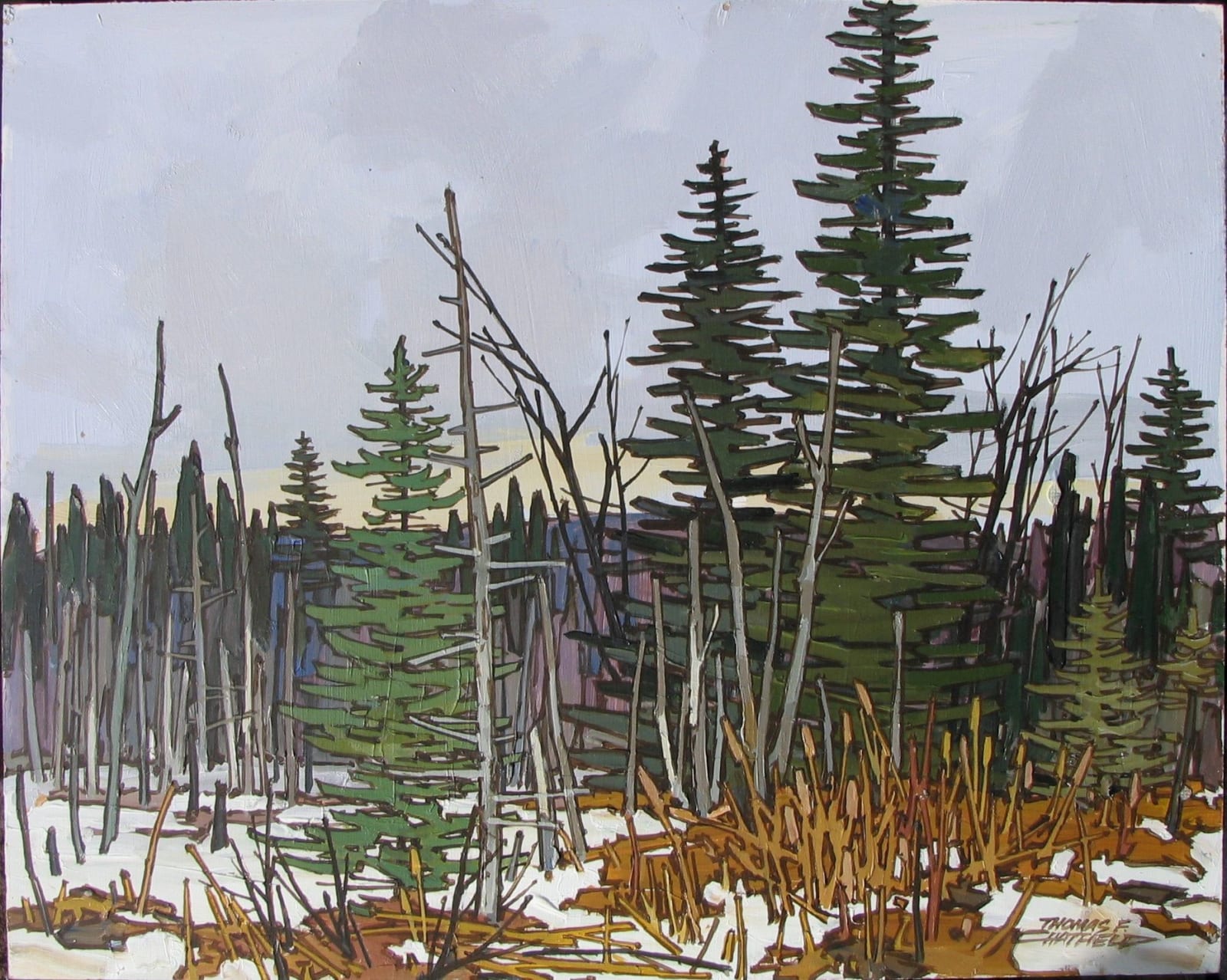 Thomas Chatfield, Black Spruce