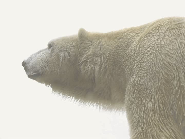 Arnold Zageris, Polar Bear in Fog 1/5, negative: 2006 printed 2014